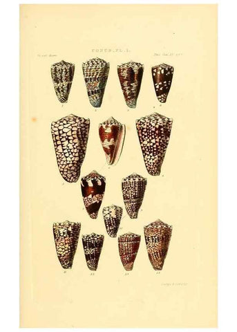 Reproducción/Reproduction 49493302392: Thesaurus conchyliorum, or, Monographs of genera of shells. London :Sowerby ...,1847-1887.. 