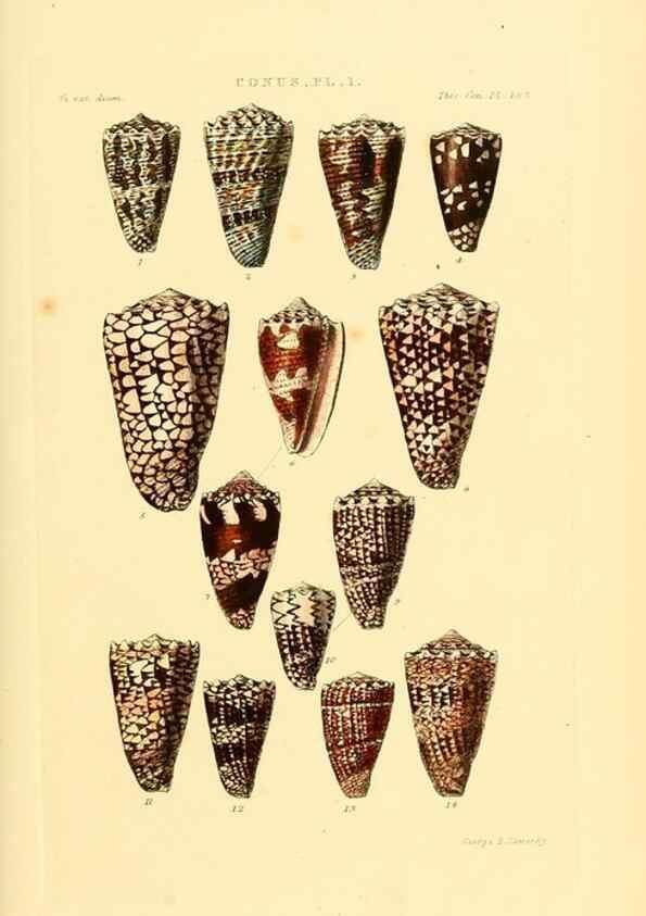 Reproducción/Reproduction 49493302392: Thesaurus conchyliorum, or, Monographs of genera of shells. London :Sowerby ...,1847-1887.. 