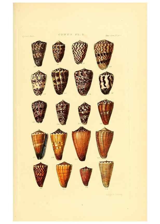 Reproducción/Reproduction 49493090546: Thesaurus conchyliorum, or, Monographs of genera of shells. London :Sowerby ...,1847-1887.. 