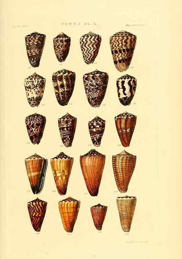 Reproducción/Reproduction 49493090546: Thesaurus conchyliorum, or, Monographs of genera of shells. London :Sowerby ...,1847-1887.. 