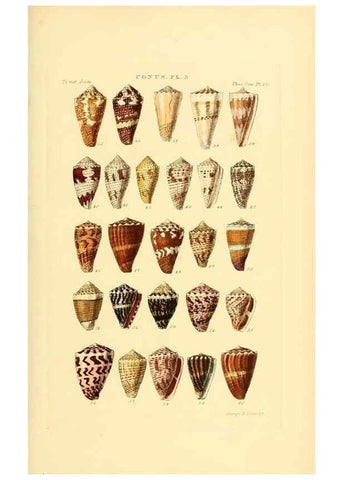 Reproducción/Reproduction 49493303002: Thesaurus conchyliorum, or, Monographs of genera of shells. London :Sowerby ...,1847-1887.. 