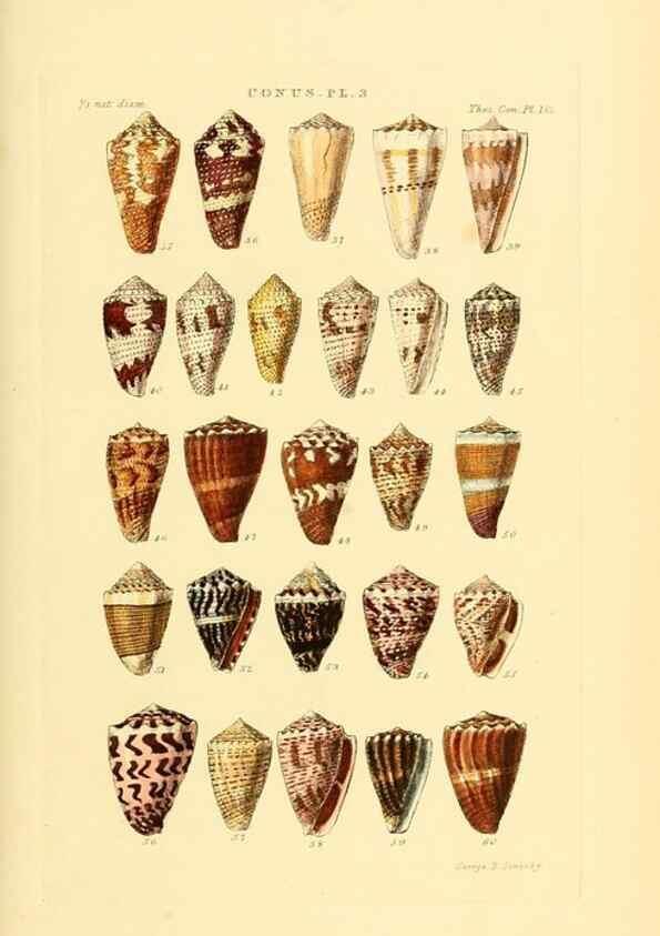 Reproducción/Reproduction 49493303002: Thesaurus conchyliorum, or, Monographs of genera of shells. London :Sowerby ...,1847-1887.. 