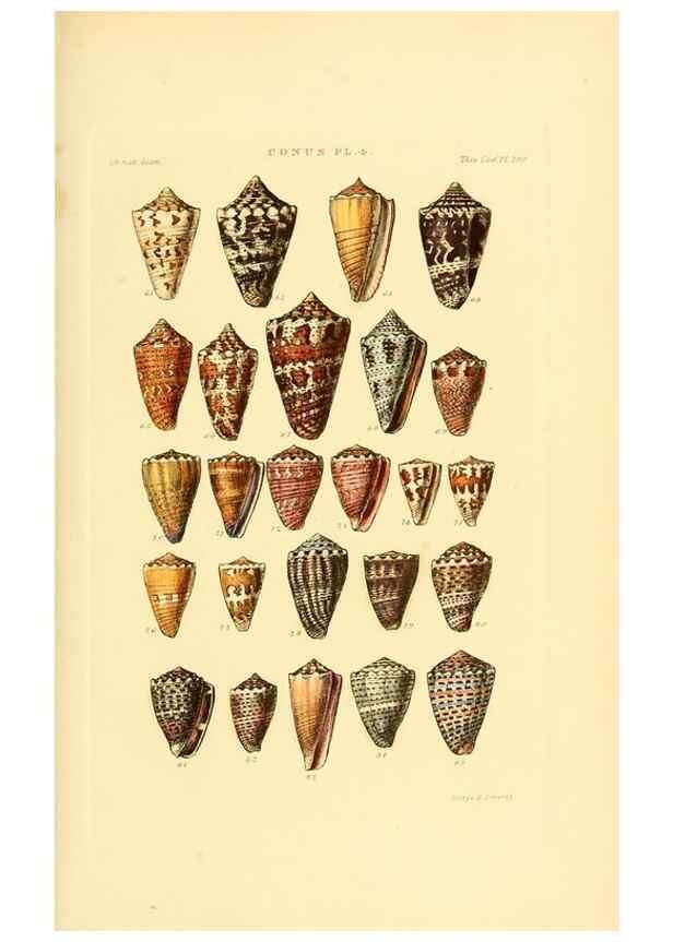 Reproducción/Reproduction 49493091131: Thesaurus conchyliorum, or, Monographs of genera of shells. London :Sowerby ...,1847-1887.. 