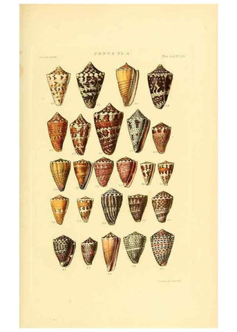 Reproducción/Reproduction 49493091131: Thesaurus conchyliorum, or, Monographs of genera of shells. London :Sowerby ...,1847-1887.. 