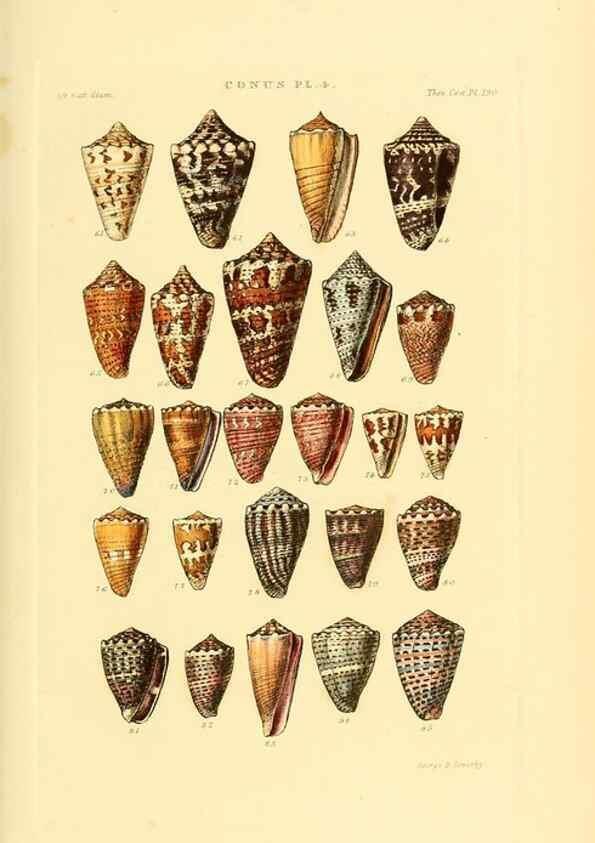 Reproducción/Reproduction 49493091131: Thesaurus conchyliorum, or, Monographs of genera of shells. London :Sowerby ...,1847-1887.. 
