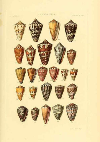 Reproducción/Reproduction 49493091131: Thesaurus conchyliorum, or, Monographs of genera of shells. London :Sowerby ...,1847-1887.. 
