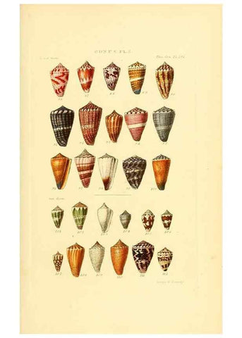 Reproducción/Reproduction 49493303612: Thesaurus conchyliorum, or, Monographs of genera of shells. London :Sowerby ...,1847-1887.. 