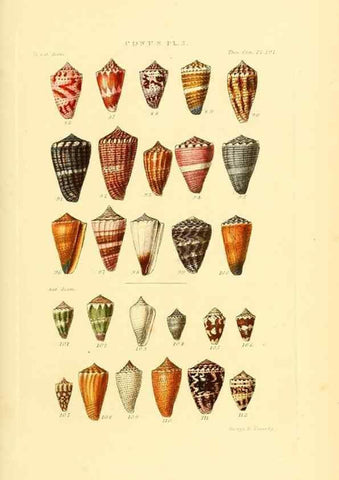 Reproducción/Reproduction 49493303612: Thesaurus conchyliorum, or, Monographs of genera of shells. London :Sowerby ...,1847-1887.. 