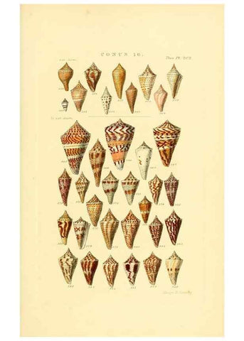Reproducción/Reproduction 49493094376: Thesaurus conchyliorum, or, Monographs of genera of shells. London :Sowerby ...,1847-1887.. 