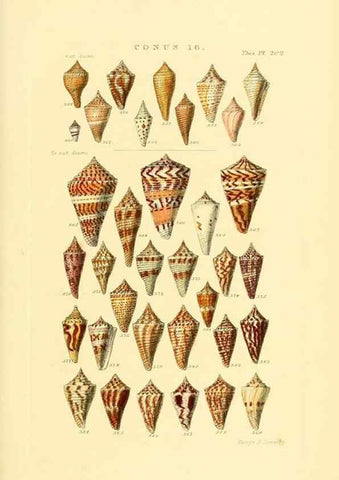Reproducción/Reproduction 49493094376: Thesaurus conchyliorum, or, Monographs of genera of shells. London :Sowerby ...,1847-1887.. 
