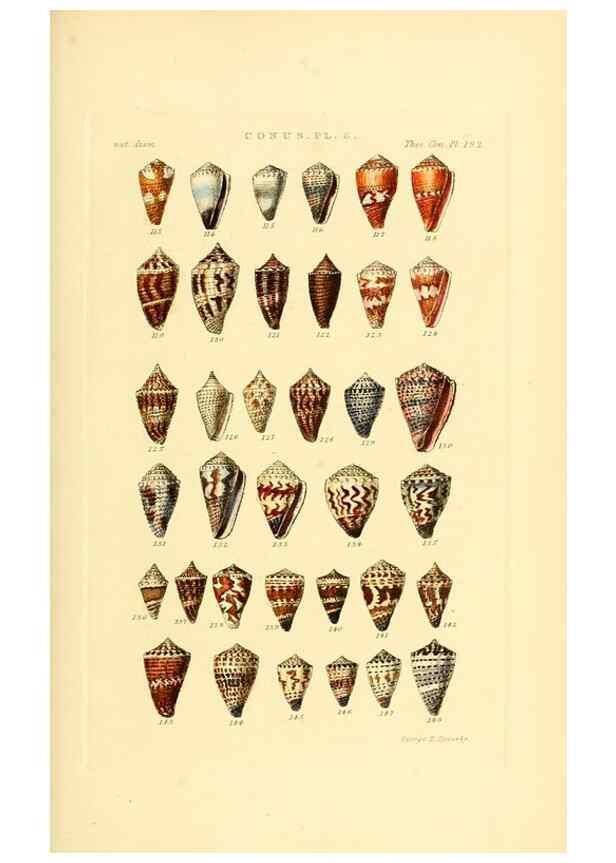 Reproducción/Reproduction 49493303852: Thesaurus conchyliorum, or, Monographs of genera of shells. London :Sowerby ...,1847-1887.. 