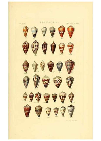 Reproducción/Reproduction 49493303852: Thesaurus conchyliorum, or, Monographs of genera of shells. London :Sowerby ...,1847-1887.. 