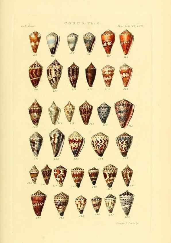 Reproducción/Reproduction 49493303852: Thesaurus conchyliorum, or, Monographs of genera of shells. London :Sowerby ...,1847-1887.. 