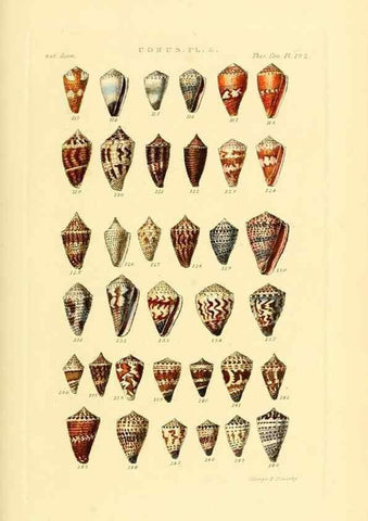 Reproducción/Reproduction 49493303852: Thesaurus conchyliorum, or, Monographs of genera of shells. London :Sowerby ...,1847-1887.. 