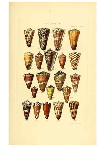 Reproducción/Reproduction 49493092246: Thesaurus conchyliorum, or, Monographs of genera of shells. London :Sowerby ...,1847-1887.. 