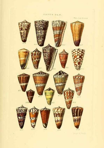 Reproducción/Reproduction 49493092246: Thesaurus conchyliorum, or, Monographs of genera of shells. London :Sowerby ...,1847-1887.. 