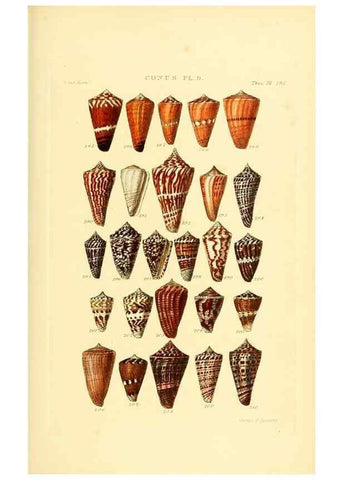 Reproducción/Reproduction 49492592618: Thesaurus conchyliorum, or, Monographs of genera of shells. London :Sowerby ...,1847-1887.. 