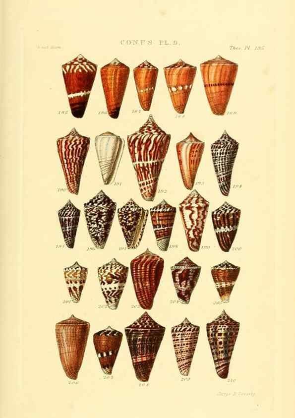 Reproducción/Reproduction 49492592618: Thesaurus conchyliorum, or, Monographs of genera of shells. London :Sowerby ...,1847-1887.. 