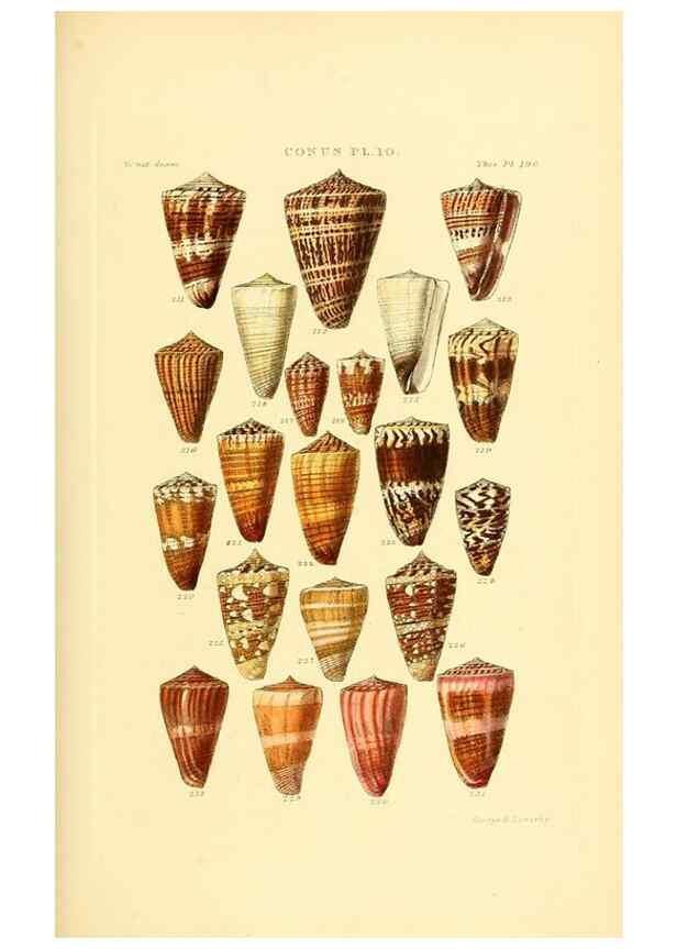 Reproducción/Reproduction 49492592978: Thesaurus conchyliorum, or, Monographs of genera of shells. London :Sowerby ...,1847-1887.. 