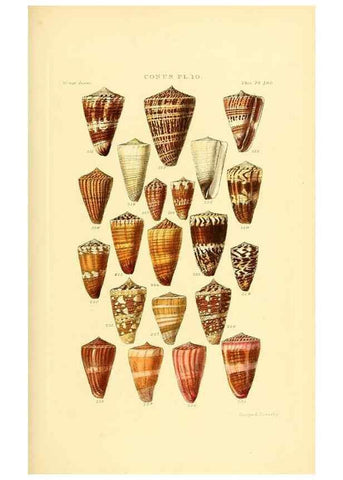 Reproducción/Reproduction 49492592978: Thesaurus conchyliorum, or, Monographs of genera of shells. London :Sowerby ...,1847-1887.. 