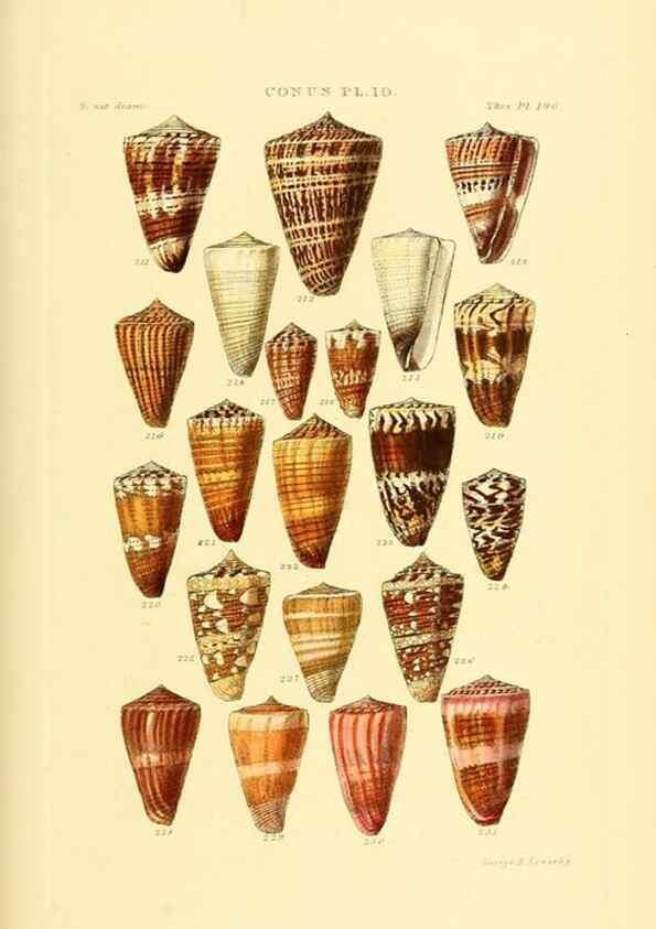 Reproducción/Reproduction 49492592978: Thesaurus conchyliorum, or, Monographs of genera of shells. London :Sowerby ...,1847-1887.. 