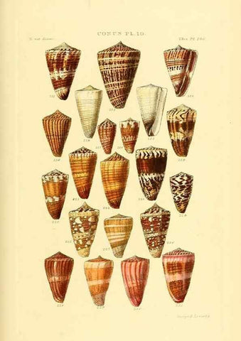 Reproducción/Reproduction 49492592978: Thesaurus conchyliorum, or, Monographs of genera of shells. London :Sowerby ...,1847-1887.. 