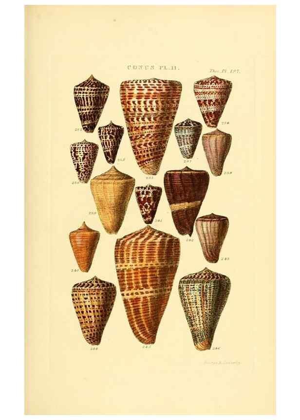 Reproducción/Reproduction 49493305302: Thesaurus conchyliorum, or, Monographs of genera of shells. London :Sowerby ...,1847-1887.. 