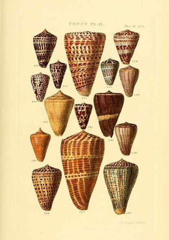 Reproducción/Reproduction 49493305302: Thesaurus conchyliorum, or, Monographs of genera of shells. London :Sowerby ...,1847-1887.. 