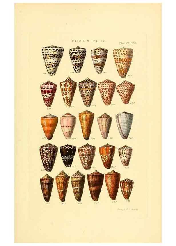 Reproducción/Reproduction 49493093406: Thesaurus conchyliorum, or, Monographs of genera of shells. London :Sowerby ...,1847-1887.. 