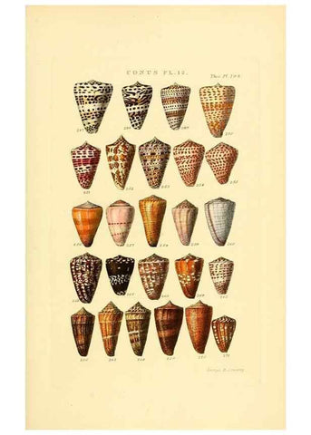 Reproducción/Reproduction 49493093406: Thesaurus conchyliorum, or, Monographs of genera of shells. London :Sowerby ...,1847-1887.. 