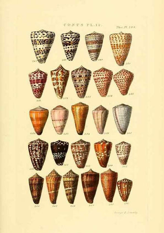 Reproducción/Reproduction 49493093406: Thesaurus conchyliorum, or, Monographs of genera of shells. London :Sowerby ...,1847-1887.. 