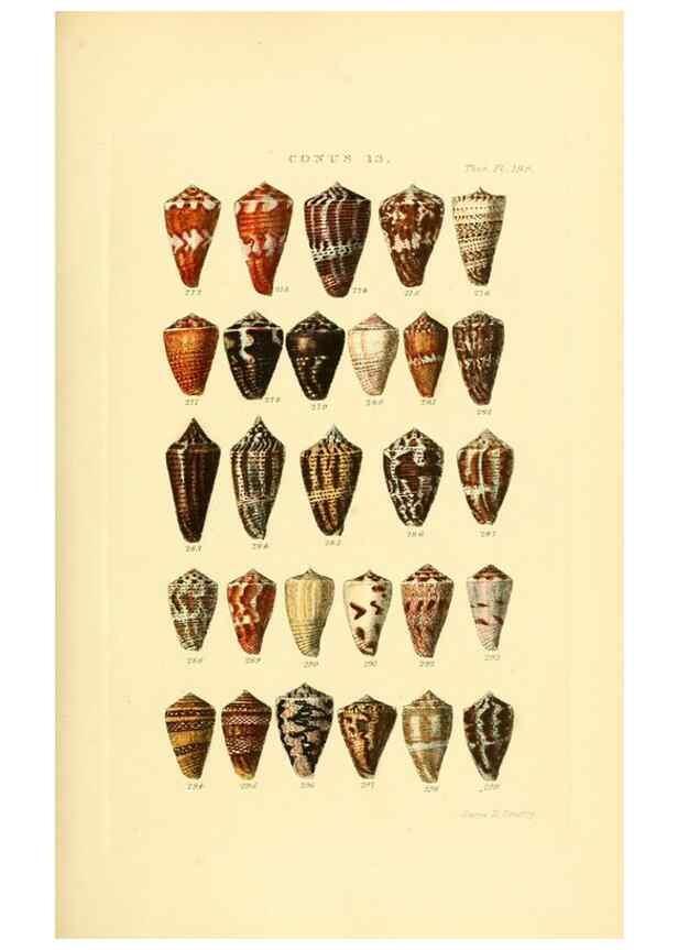 Reproducción/Reproduction 49492593723: Thesaurus conchyliorum, or, Monographs of genera of shells. London :Sowerby ...,1847-1887.. 