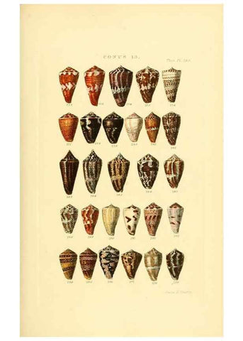 Reproducción/Reproduction 49492593723: Thesaurus conchyliorum, or, Monographs of genera of shells. London :Sowerby ...,1847-1887.. 