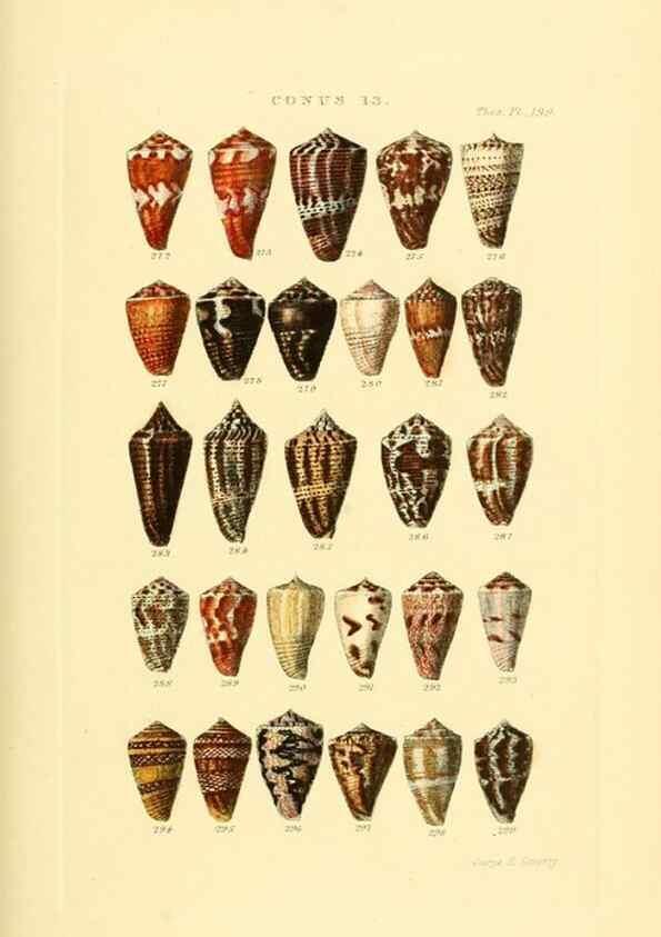 Reproducción/Reproduction 49492593723: Thesaurus conchyliorum, or, Monographs of genera of shells. London :Sowerby ...,1847-1887.. 