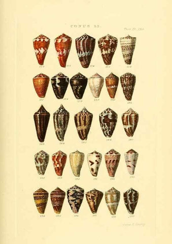 Reproducción/Reproduction 49492593723: Thesaurus conchyliorum, or, Monographs of genera of shells. London :Sowerby ...,1847-1887.. 