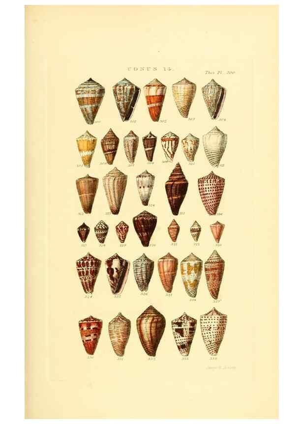 Reproducción/Reproduction 49492594018: Thesaurus conchyliorum, or, Monographs of genera of shells. London :Sowerby ...,1847-1887.. 