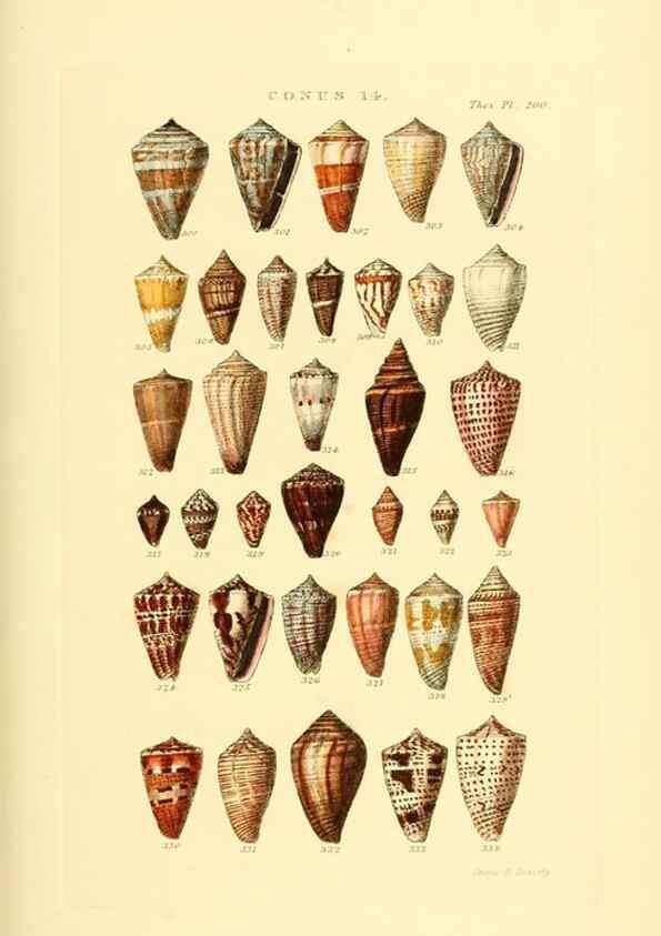 Reproducción/Reproduction 49492594018: Thesaurus conchyliorum, or, Monographs of genera of shells. London :Sowerby ...,1847-1887.. 
