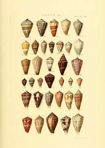 Reproducción/Reproduction 49492594018: Thesaurus conchyliorum, or, Monographs of genera of shells. London :Sowerby ...,1847-1887.. 