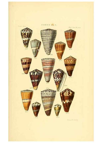 Reproducción/Reproduction 49493304172: Thesaurus conchyliorum, or, Monographs of genera of shells. London :Sowerby ...,1847-1887.. 