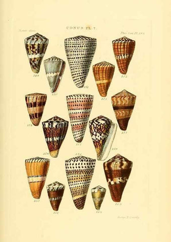 Reproducción/Reproduction 49493304172: Thesaurus conchyliorum, or, Monographs of genera of shells. London :Sowerby ...,1847-1887.. 