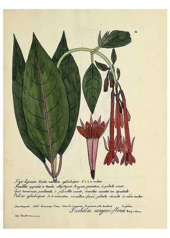 Reproducción/Reproduction 49501313966: Flore universelle. Saint-Denis :Au Bureau et chez Meilhac :[1848]-[1849]. 