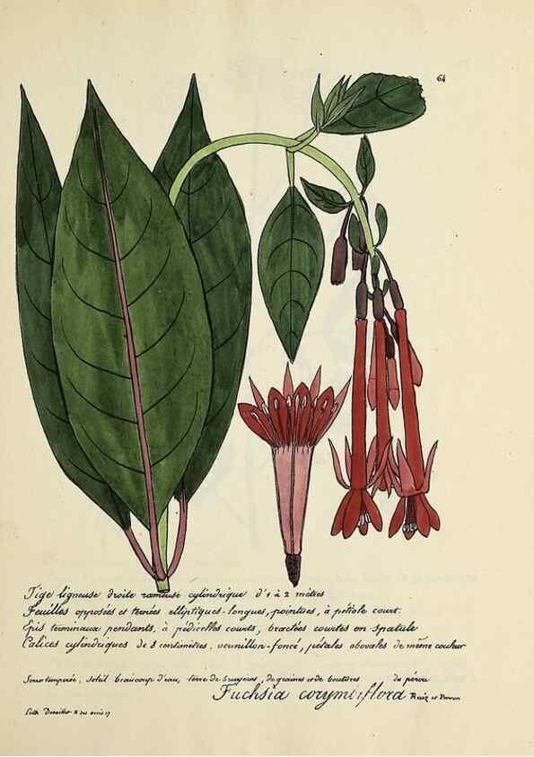 Reproducción/Reproduction 49501313966: Flore universelle. Saint-Denis :Au Bureau et chez Meilhac :[1848]-[1849]. 