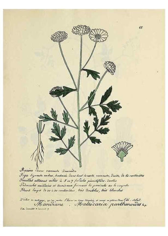 Reproducción/Reproduction 49501314271: Flore universelle. Saint-Denis :Au Bureau et chez Meilhac :[1848]-[1849]. 