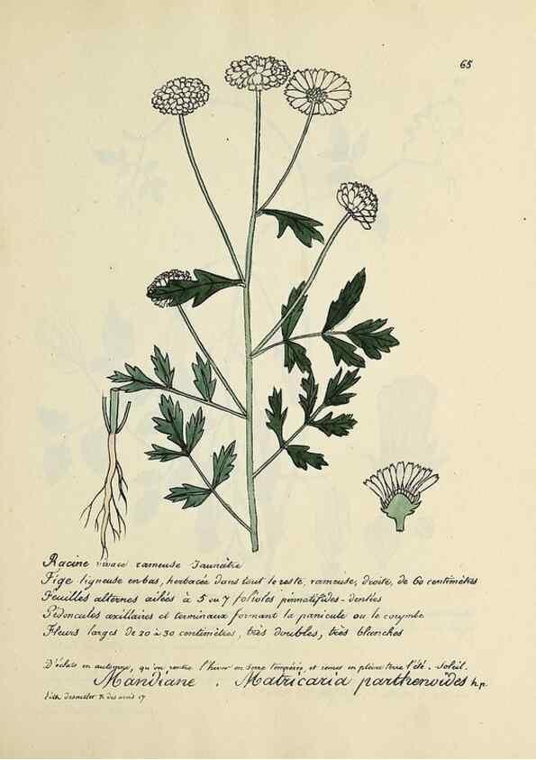 Reproducción/Reproduction 49501314271: Flore universelle. Saint-Denis :Au Bureau et chez Meilhac :[1848]-[1849]. 