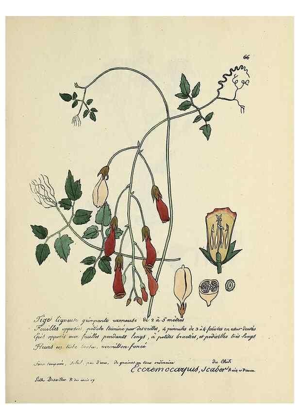 Reproducción/Reproduction 49501314466: Flore universelle. Saint-Denis :Au Bureau et chez Meilhac :[1848]-[1849]. 