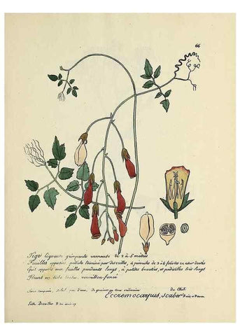 Reproducción/Reproduction 49501314466: Flore universelle. Saint-Denis :Au Bureau et chez Meilhac :[1848]-[1849]. 