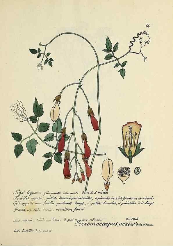 Reproducción/Reproduction 49501314466: Flore universelle. Saint-Denis :Au Bureau et chez Meilhac :[1848]-[1849]. 
