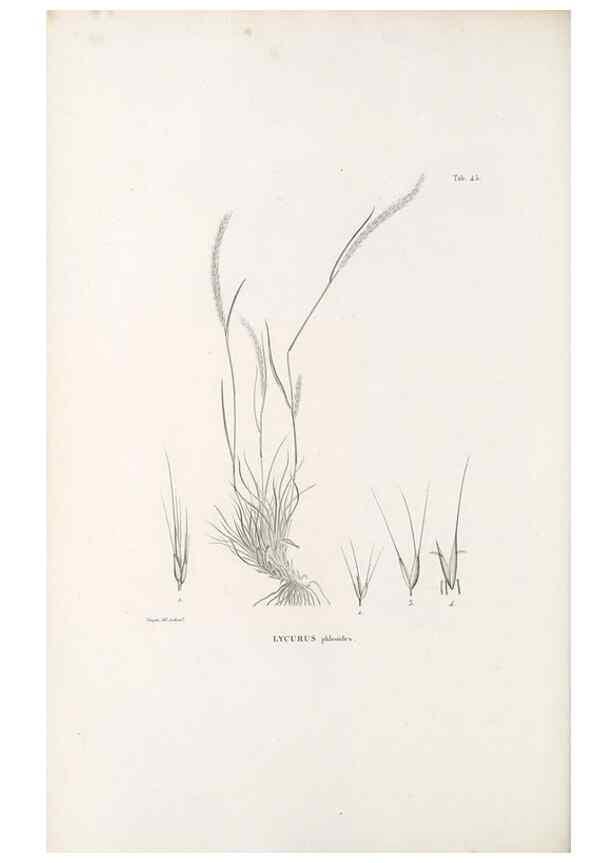Reproducción/Reproduction 49521574627: Nova genera et species plantarum :. Antverpiae :Ex officina Christophori Plantini ...,1576.. 