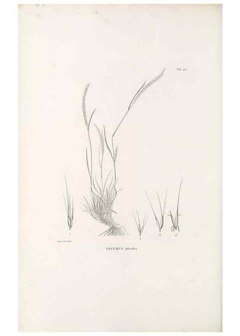 Reproducción/Reproduction 49521574627: Nova genera et species plantarum :. Antverpiae :Ex officina Christophori Plantini ...,1576.. 