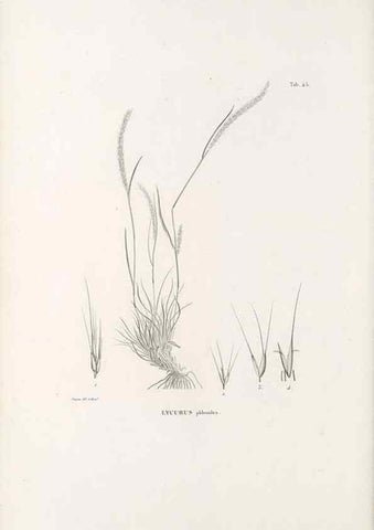 Reproducción/Reproduction 49521574627: Nova genera et species plantarum :. Antverpiae :Ex officina Christophori Plantini ...,1576.. 